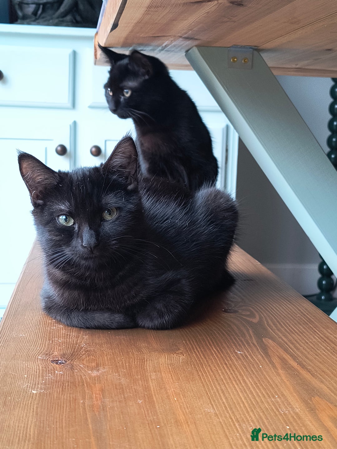Mixed Breed cats for sale: Robin & Rosie - Image 8