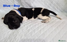 German Shorthaired Pointer dogs for sale: German Shorthaired Pointer/Irish Setter-Poinsetter - Image 10