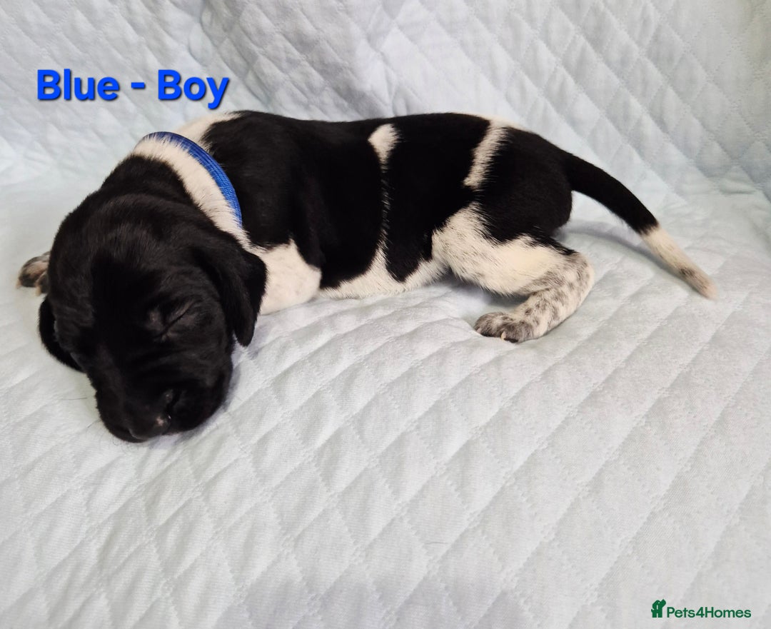 German Shorthaired Pointer dogs for sale: German Shorthaired Pointer/Irish Setter-Poinsetter - Image 10