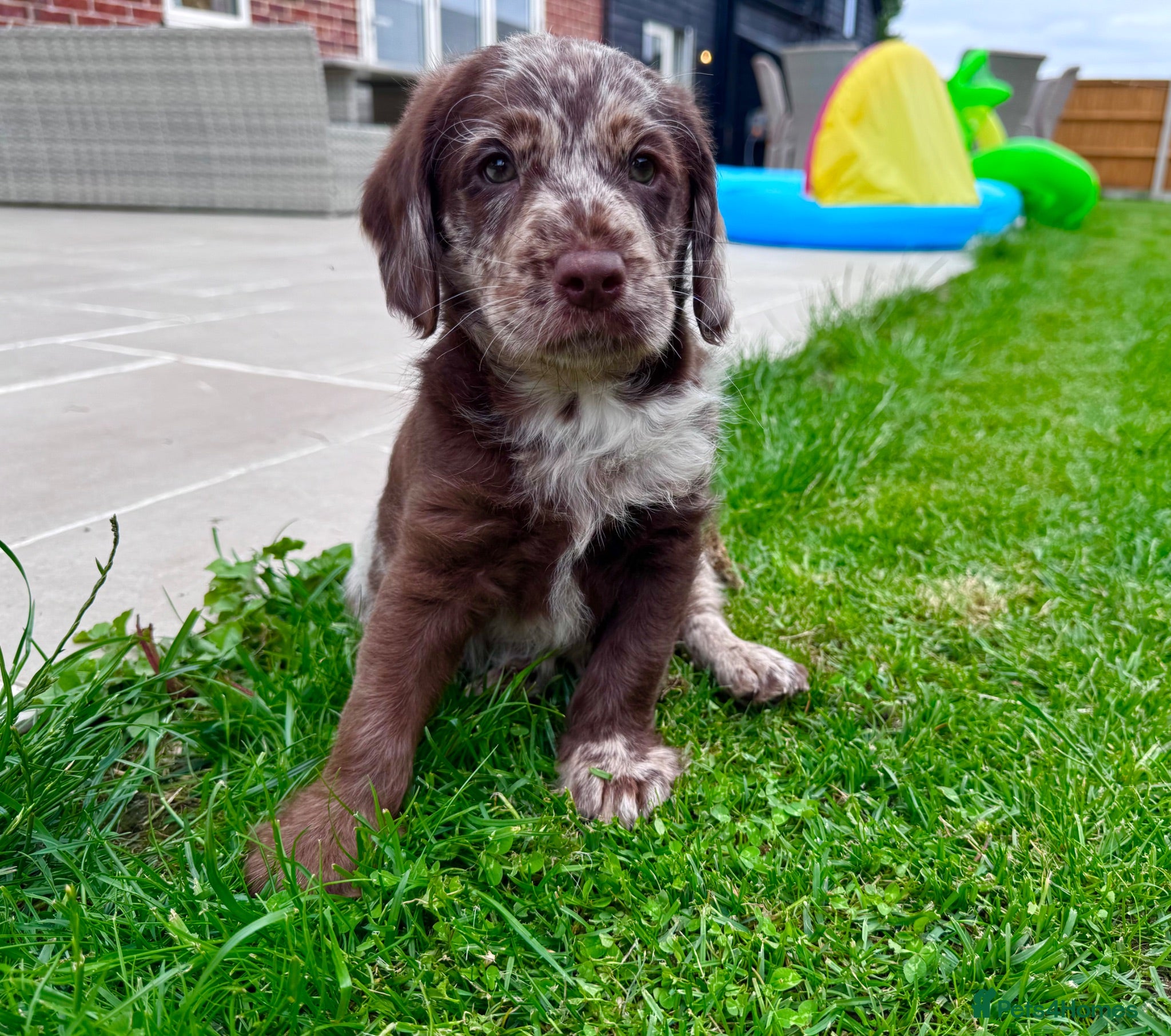 Labradoodle dogs Chocolate & chocolate Merle Babies 🐾🐾🐾 - Advert 1