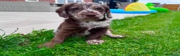 Labradoodle dogs for sale: Chocolate & chocolate Merle Babies 🐾🐾🐾 - Advert 4