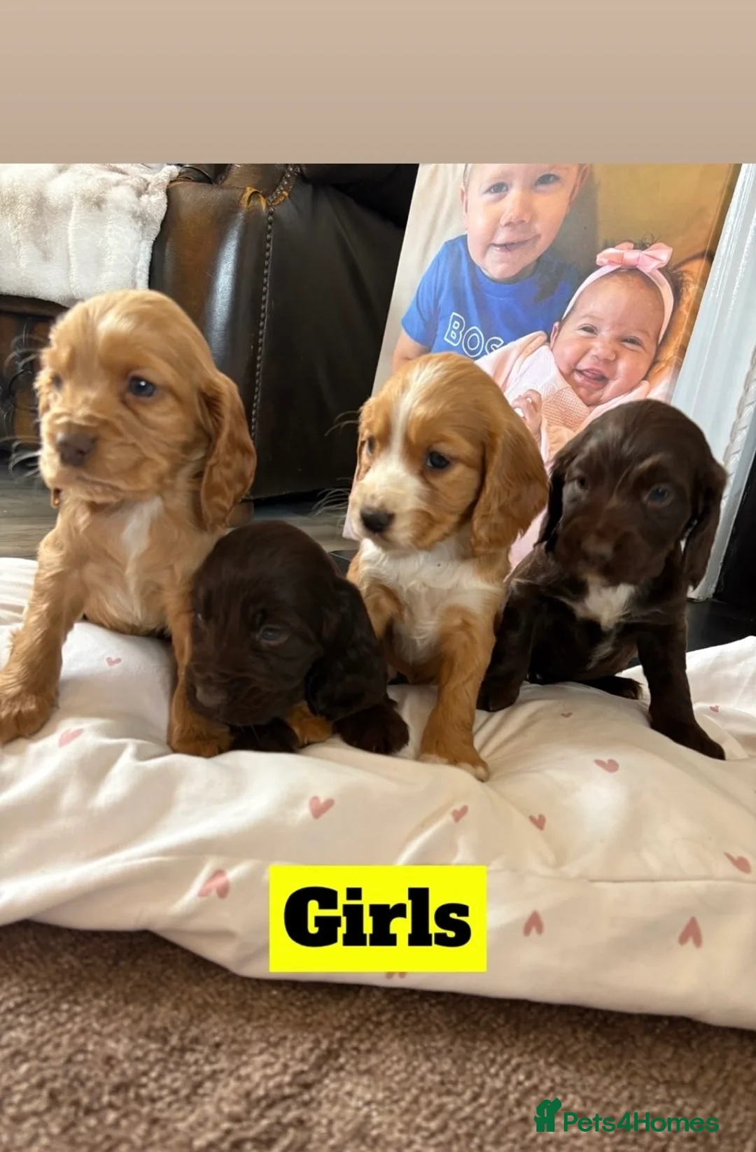 Cocker Spaniel dogs for sale: Cockerspaniel Puppies - Advert 2