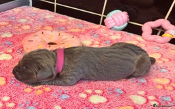 Cane Corso dogs for sale: 8 beautiful cane corsos  - Image 6