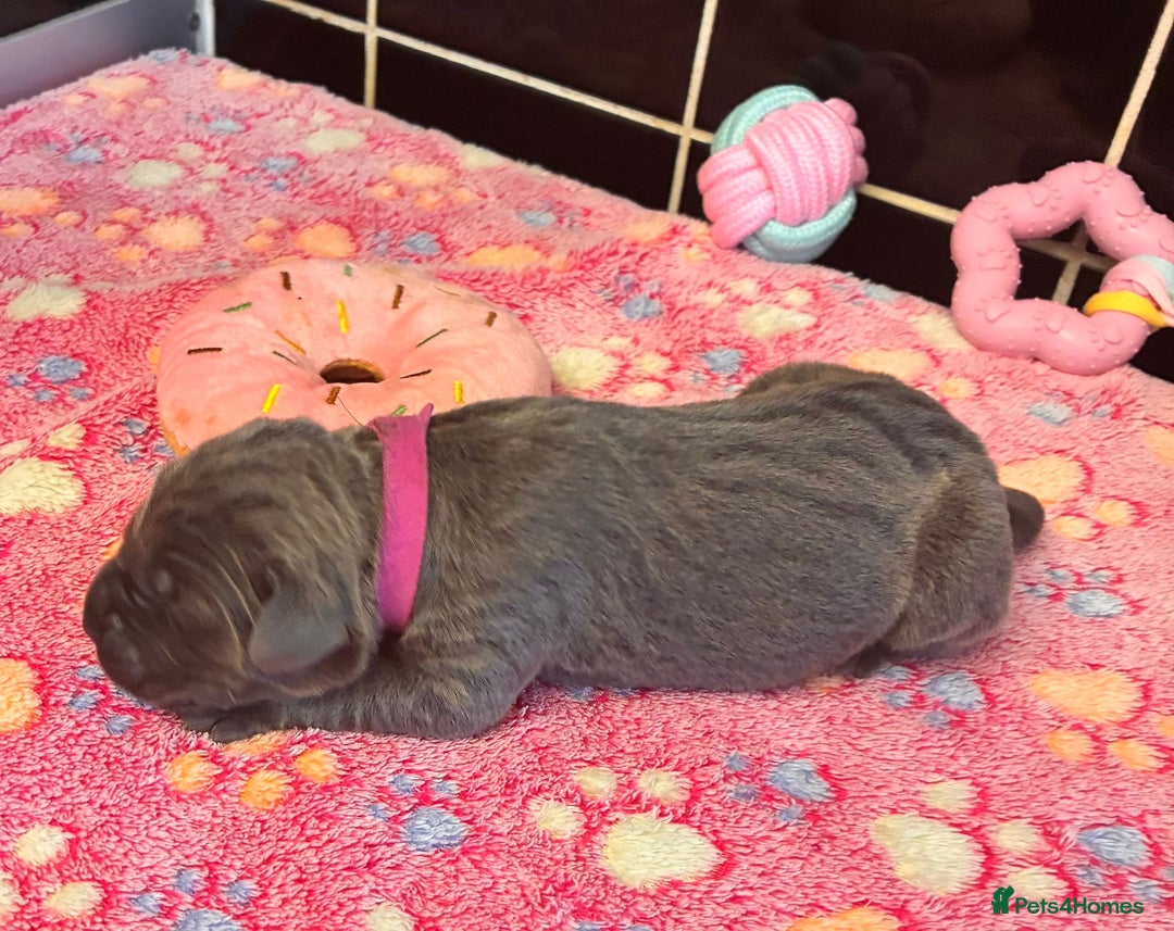 Cane Corso dogs for sale: 8 beautiful cane corsos  - Image 6