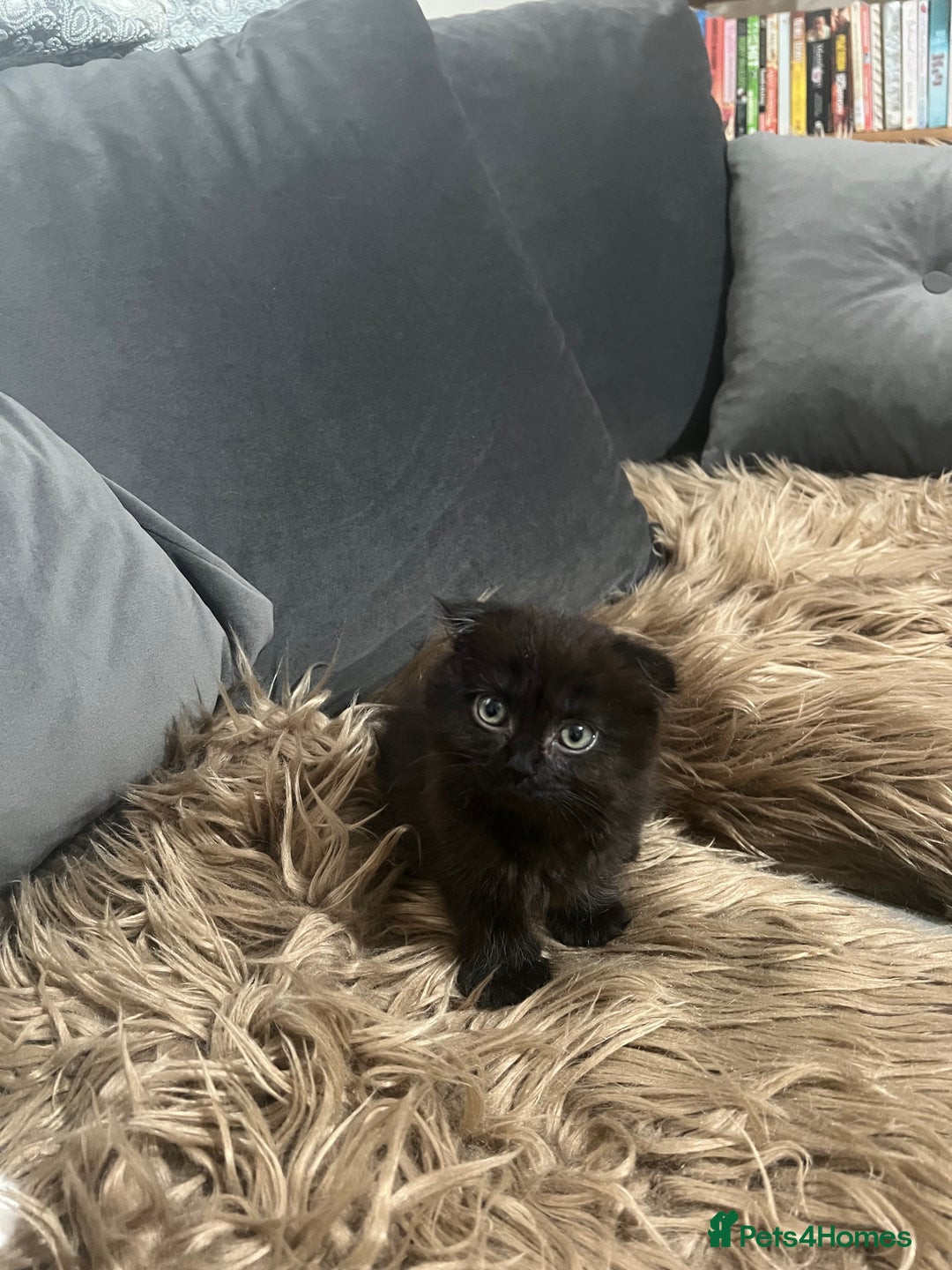 Scottish Fold cats for sale: Beautiful Scottish fold🧸🌹 - Image 12