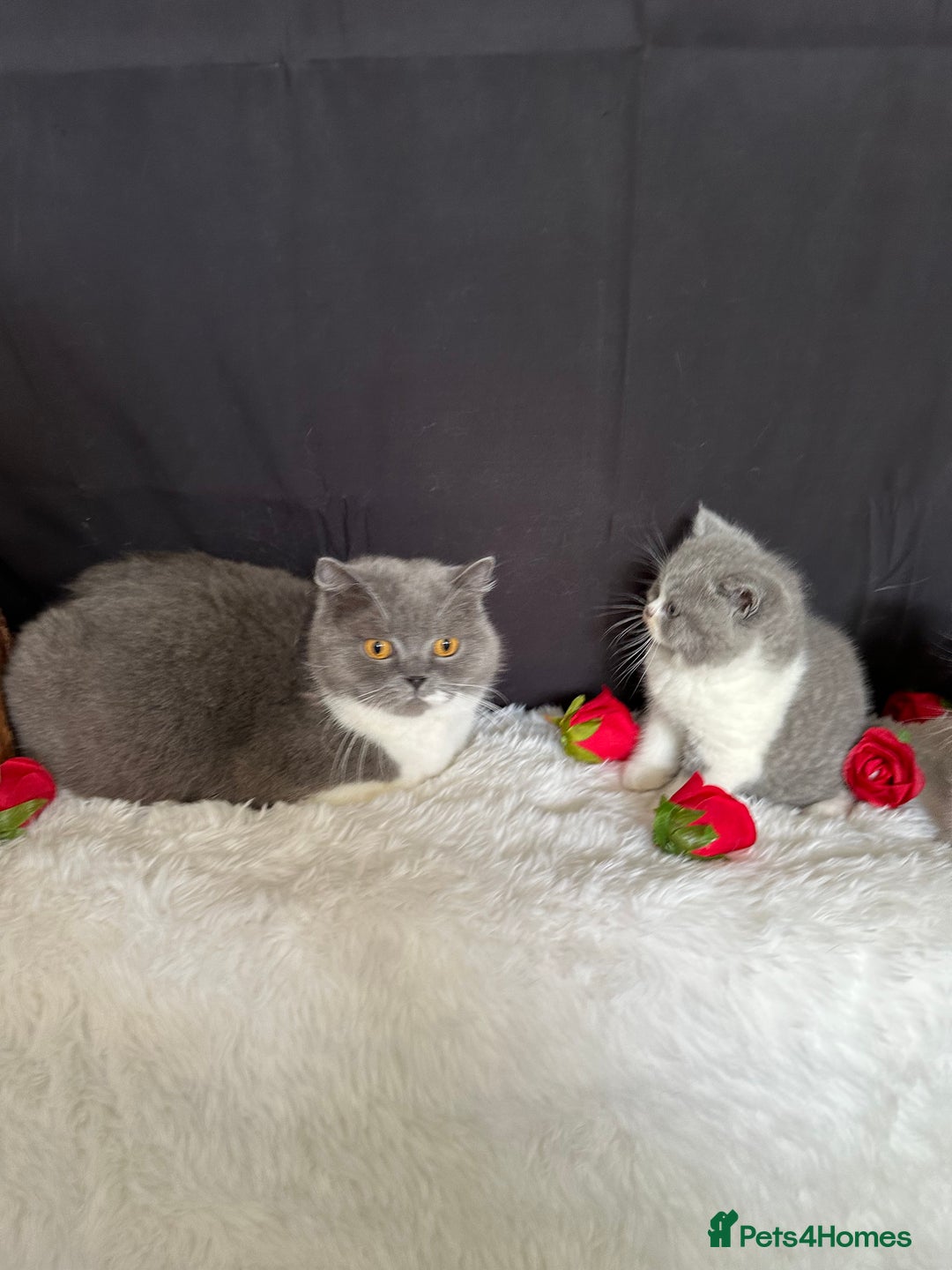 British Shorthair cats for sale: Full Pedigree Registered BSH  - Advert 14