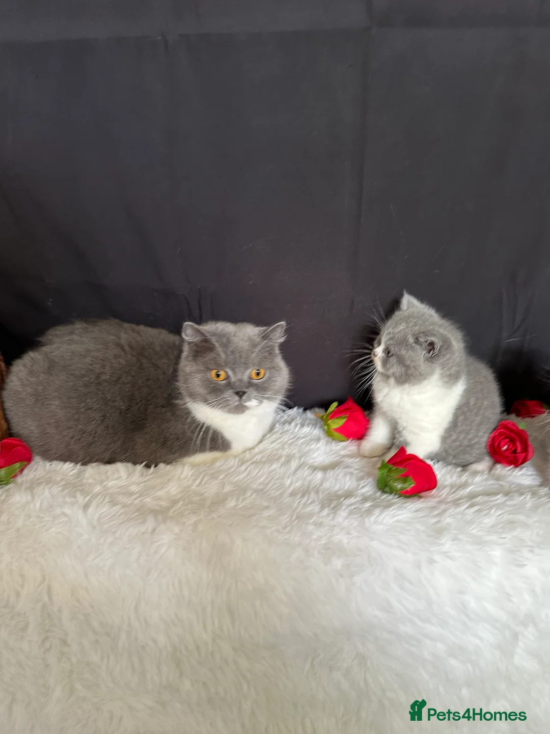 British Shorthair cats for sale: Full Pedigree Registered BSH  - Advert 19