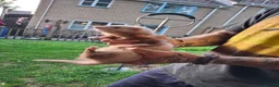 Ferret rodents for sale: Baby boy ferrets for sale in Oakham - Advert 5