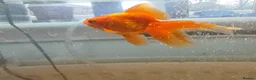 Goldfish fish for sale: Goldfish , Veiltail , Fancy, Telescope black in Glasgow - Advert 22