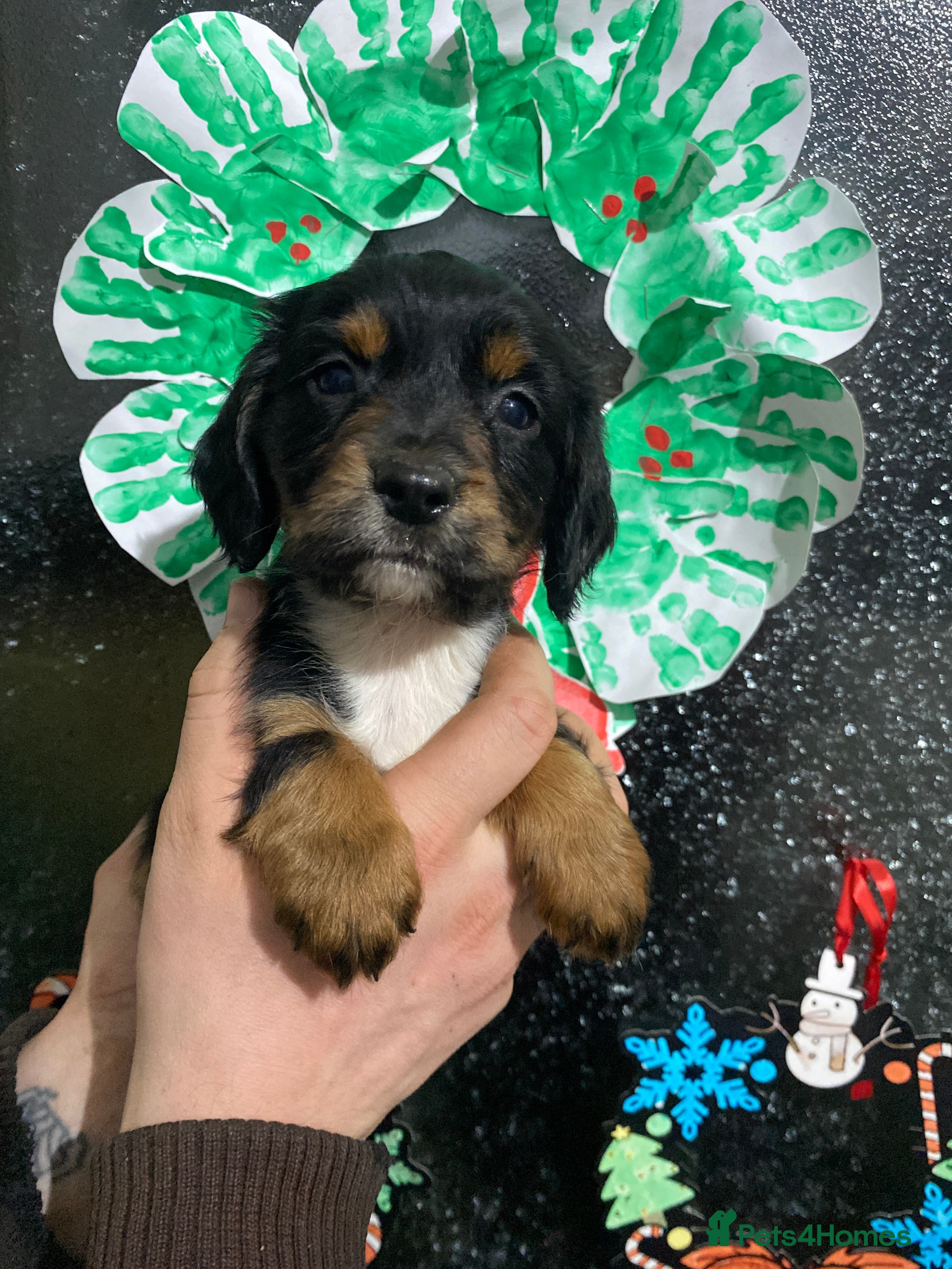 Cocker Spaniel dogs Cocker spaniel puppies for sale  - Advert 10