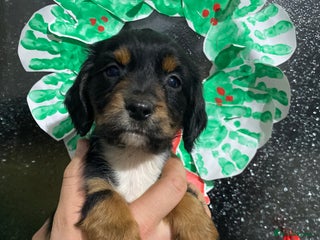 Cocker Spaniel dogs Cocker spaniel puppies for sale - Advert 1