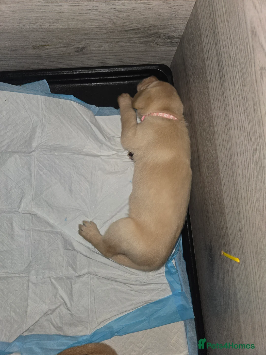 Labrador Retriever dogs for sale: Stunning labrador puppies for sale - Advert 5