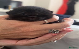 Mixed Breed cats for sale: Beautiful kittens  - Image 3