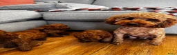 Toy Poodle dogs for sale: Beautiful Toy Poodle Puppies All Red Boys in Hoddesdon - Advert 15