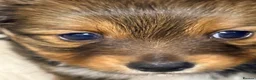 Mixed Breed dogs for sale: Small mixed breed puppies for sale  in Gloucester - Advert 18