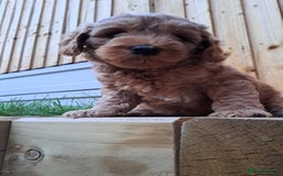 Australian Labradoodle dogs for sale: Australian Labradoodle puppies in Basildon - Image 21