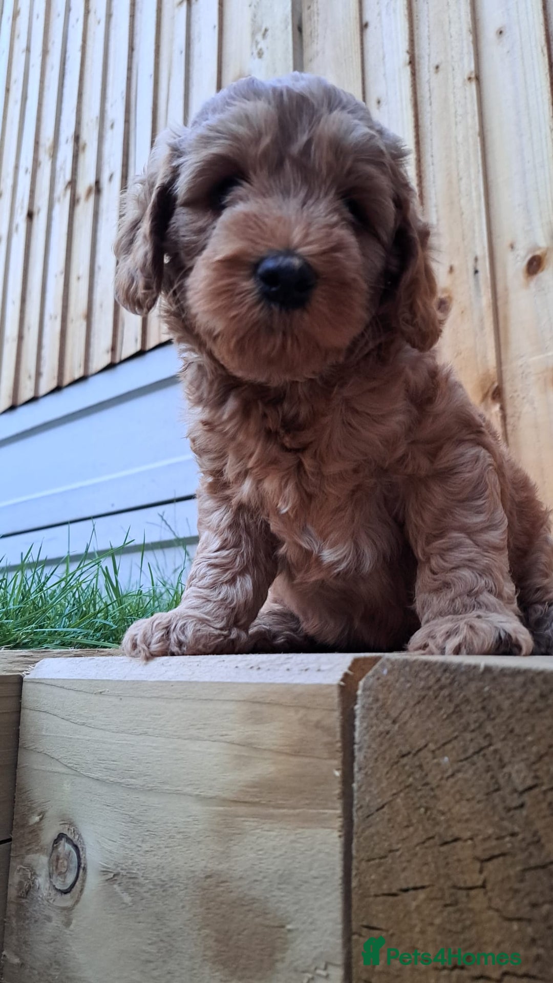 Australian Labradoodle dogs for sale: Australian Labradoodle puppies in Basildon - Image 21