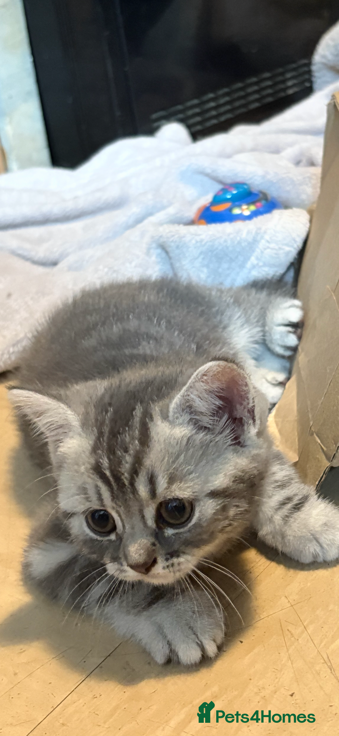 British Shorthair cats for sale: Beautiful silver black tipped girl 💕 - Image 8