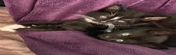 Mixed Breed cats for sale: 6 Adorable Kittens - Advert 17