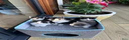 British Shorthair cats for sale: 4 Girls & 2 Boys Kittens Available - Advert 15