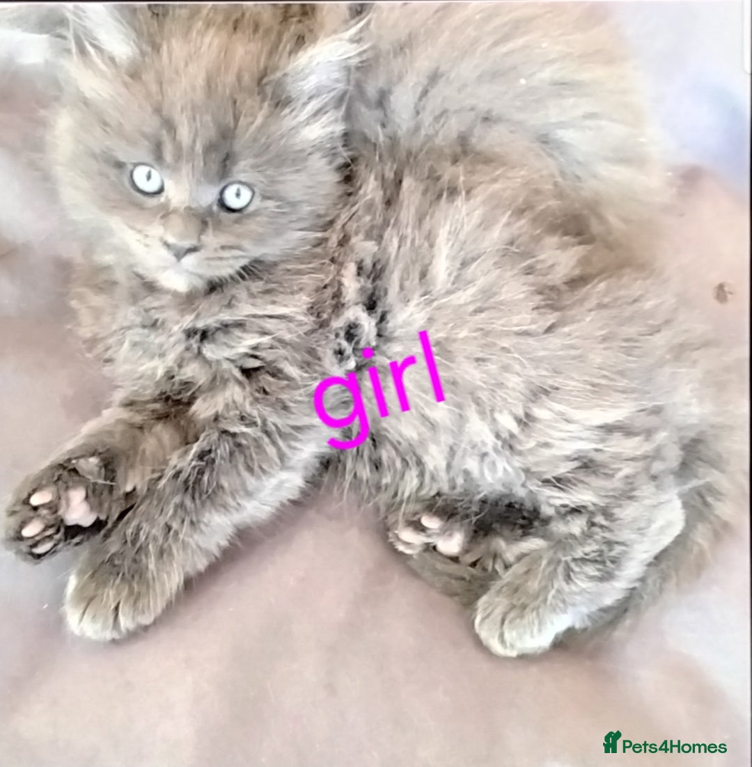 Maine Coon cats for sale: Tica registered maincoon kittens  - Advert 12