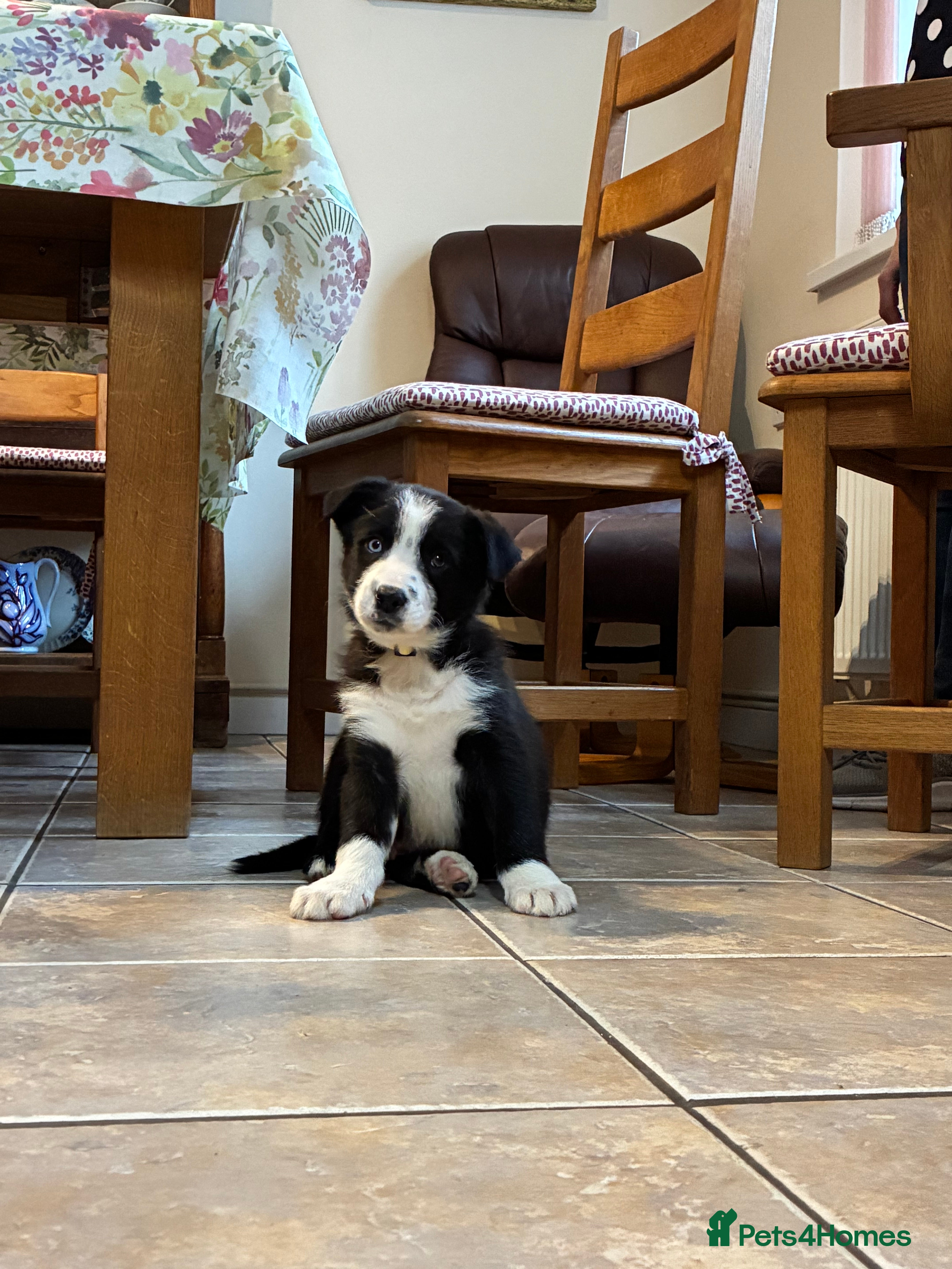 Border Collie dogs One Male Border collie pups (Sire Tyngraig Jock) - Advert 2
