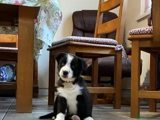 Border Collie dogs One Male Border collie pups (Sire Tyngraig Jock) - Advert 2