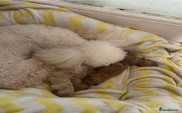 Mixed Breed dogs for sale: Female miniature poodle - Image 5
