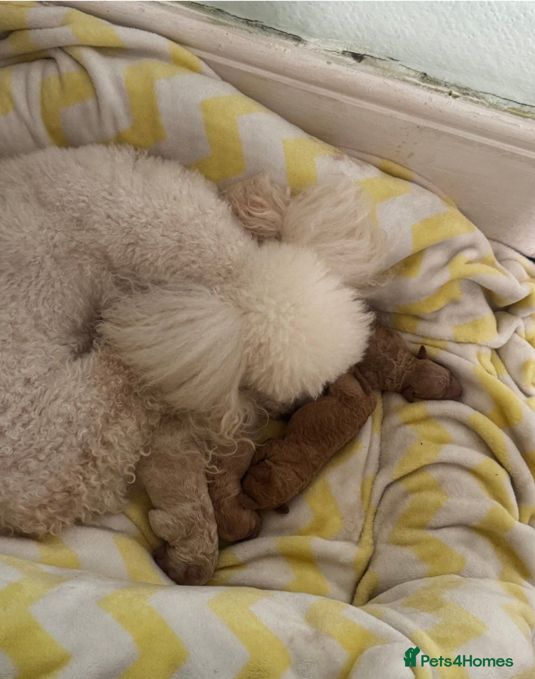 Mixed Breed dogs for sale: Female miniature poodle - Image 5