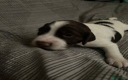 Sprocker dogs for sale: Gorgeous Sprocker Spaniel Puppies 🐶 - Image 10