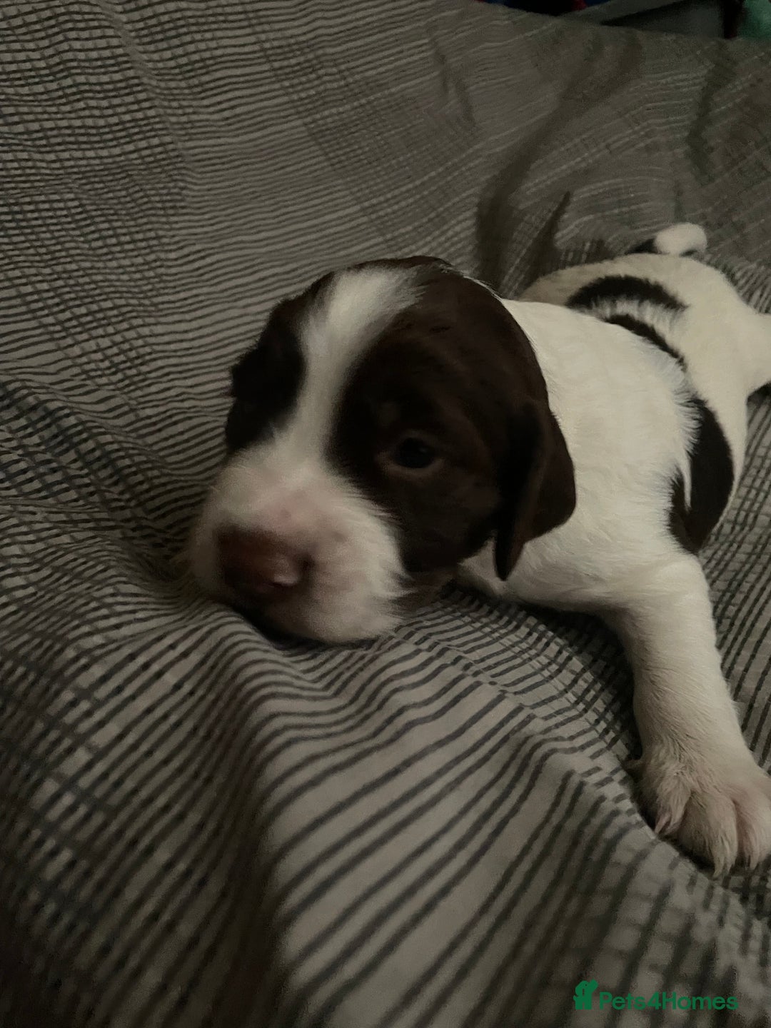 Sprocker dogs for sale: Gorgeous Sprocker Spaniel Puppies 🐶 - Image 10