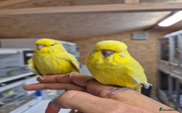 Budgerigars birds for sale: RARE mutation from 2023 for breeders in Bracknell - Image 6