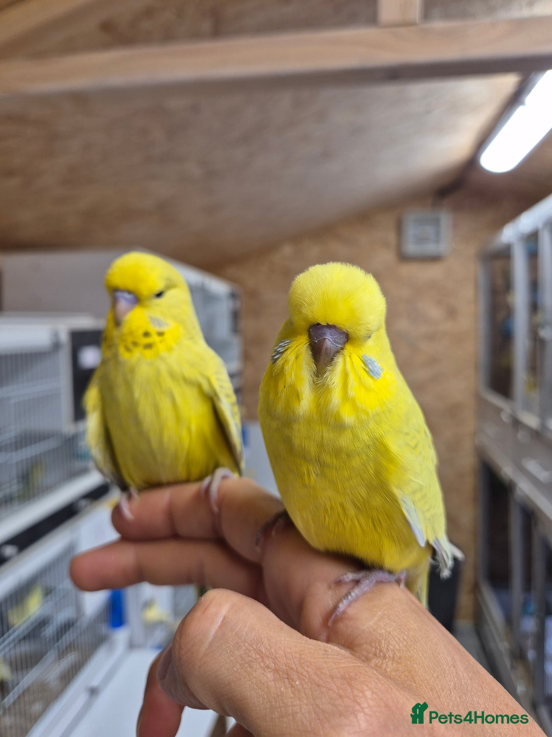 Budgerigars birds for sale: RARE mutation from 2023 for breeders in Bracknell - Image 6