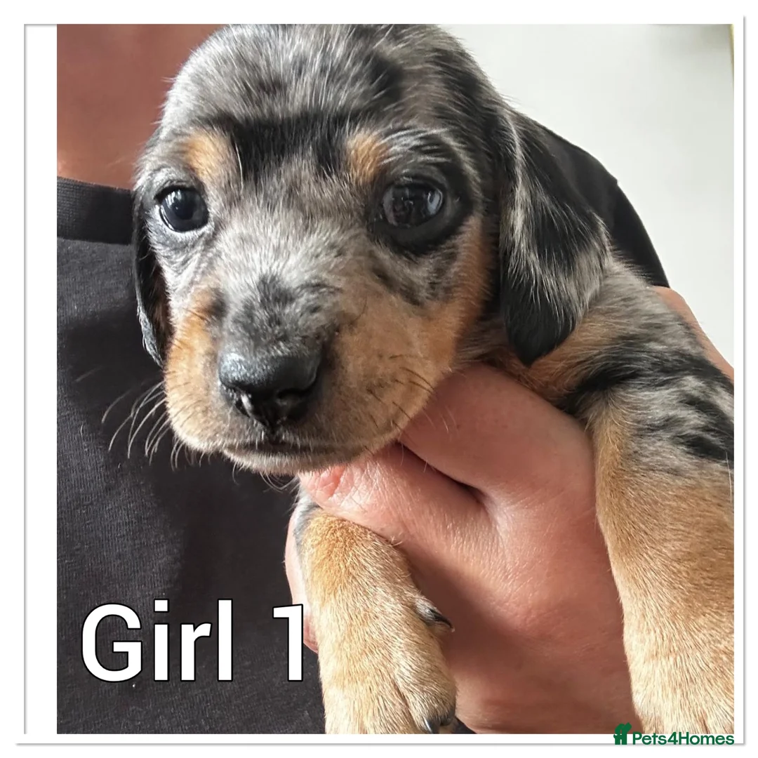 Mixed Breed dogs for sale: Beautiful pups for sale  - Advert 2