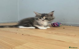 Maine Coon cats for sale: Maine Coon kittens Available!!!! - Image 13