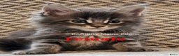 Maine Coon cats for sale: Quality Maine Coon kittens TICA registered  - Advert 14