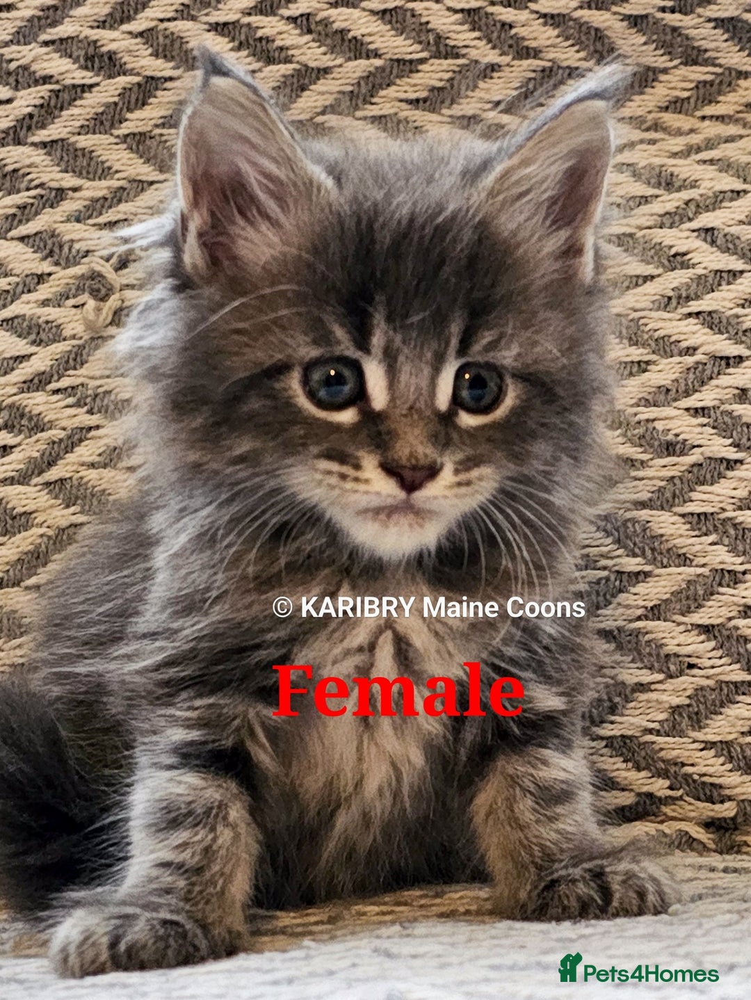 Maine Coon cats for sale: Quality Maine Coon kittens TICA registered  - Image 21
