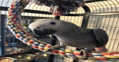 Parrots birds - Advert 9