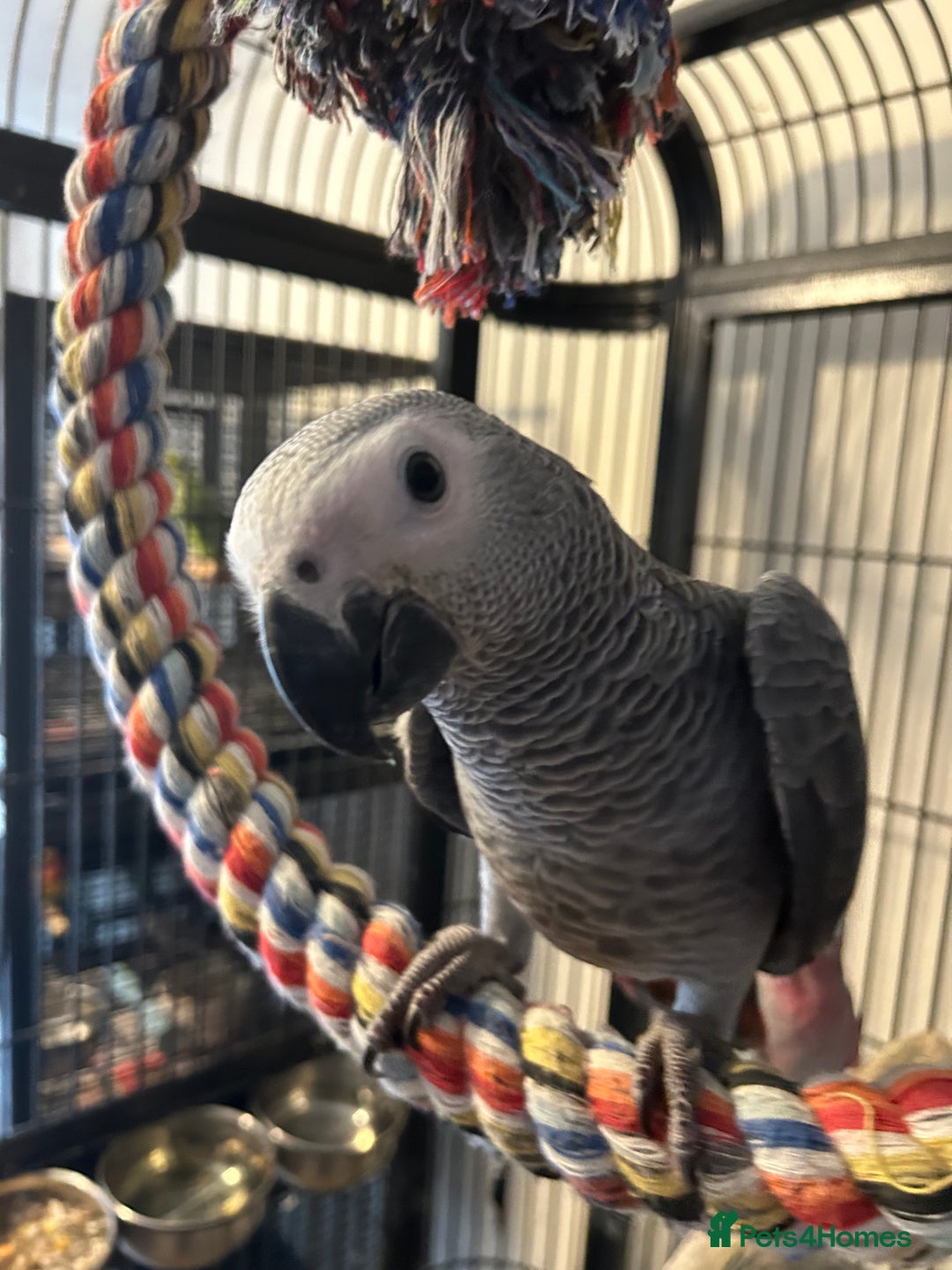 Parrots birds for sale: Hand Reared Baby African Greys  - Image 2