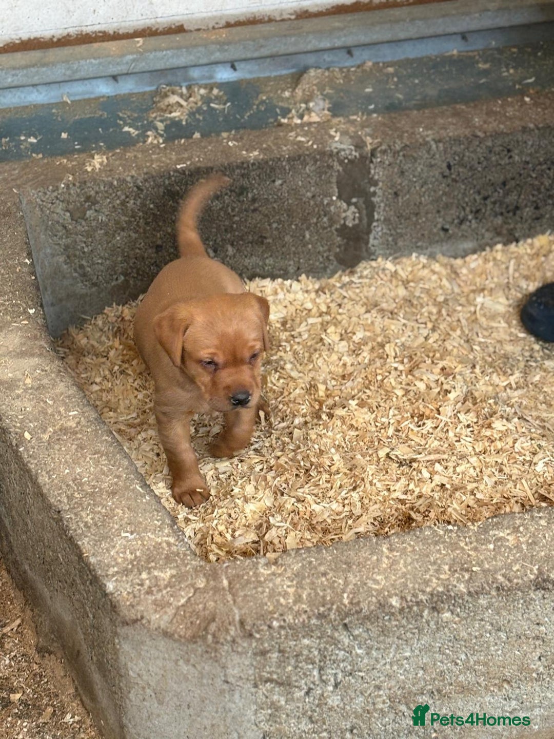 Labrador Retriever dogs for sale: Labrador Kc registered  - Image 5