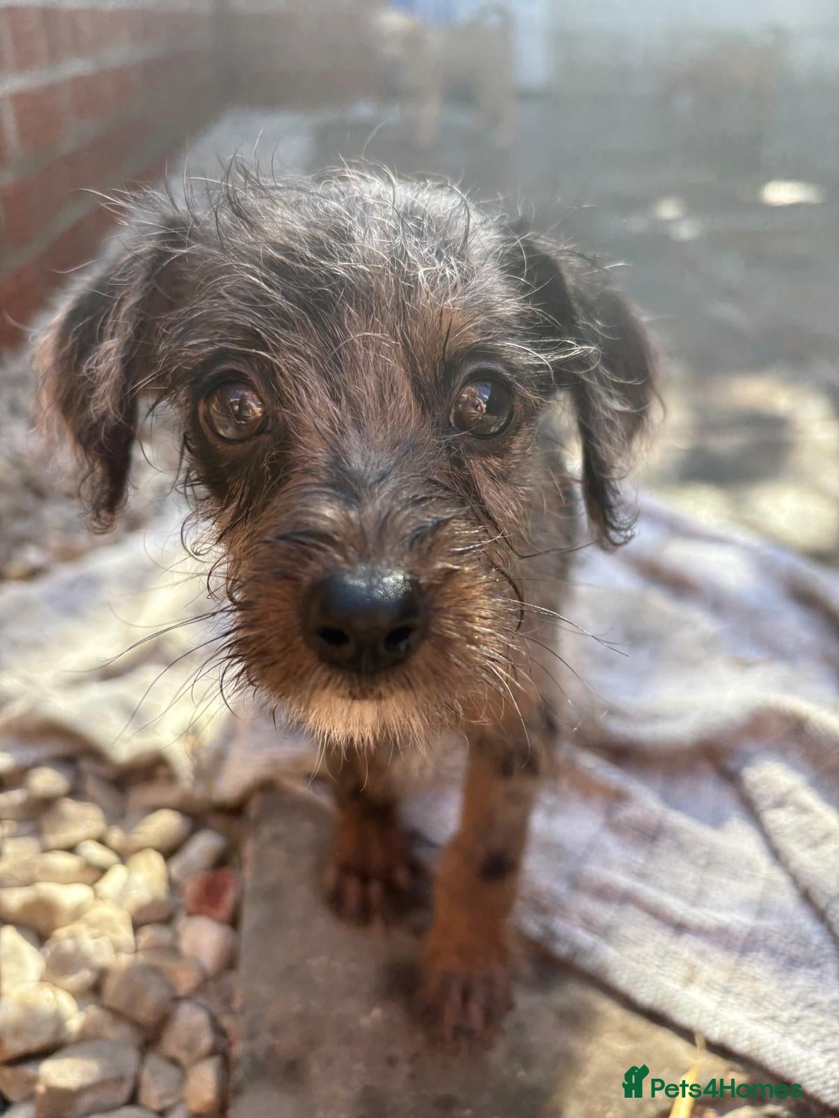 Jackapoo dogs Tiny Jackapoo’s *REDUCED ..READY NOW* - Advert 1