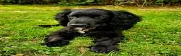 Cocker Spaniel dogs for sale: Cocker Spaniel Puppies - Advert 3