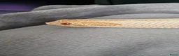 Snake reptiles for sale: CB22 Male Hognose Snake Arctic Albino Superconda - Advert 4