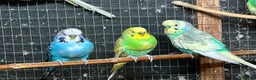 Budgerigars birds for sale: Beautiful Budgies for sale - Advert 10