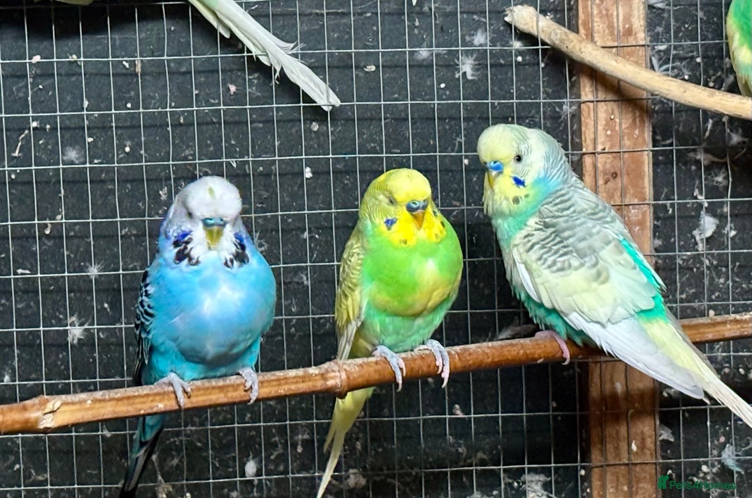 Budgerigars birds for sale: Beautiful Budgies for sale - Advert 10