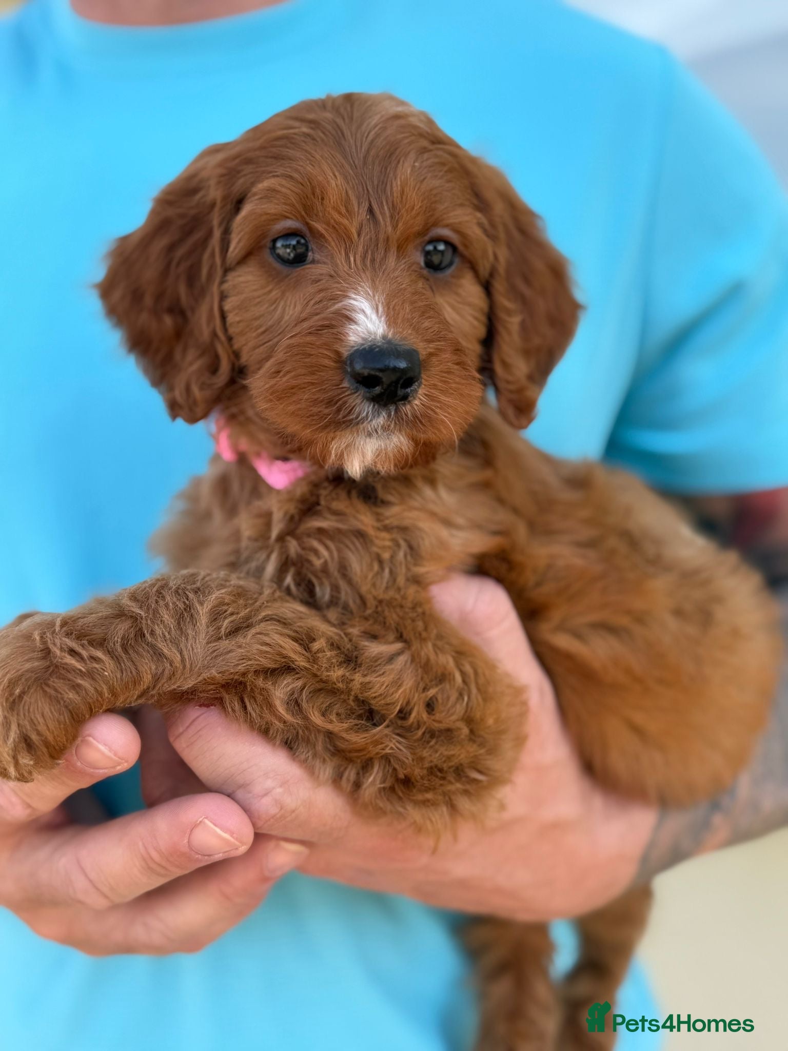 Cockapoo dogs Gorgeous F1 Cockapoo puppies  - Advert 1
