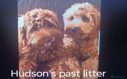 Australian Labradoodle dogs for sale: Miniature Australian labradoodle pups 100% Pure  - Image 14