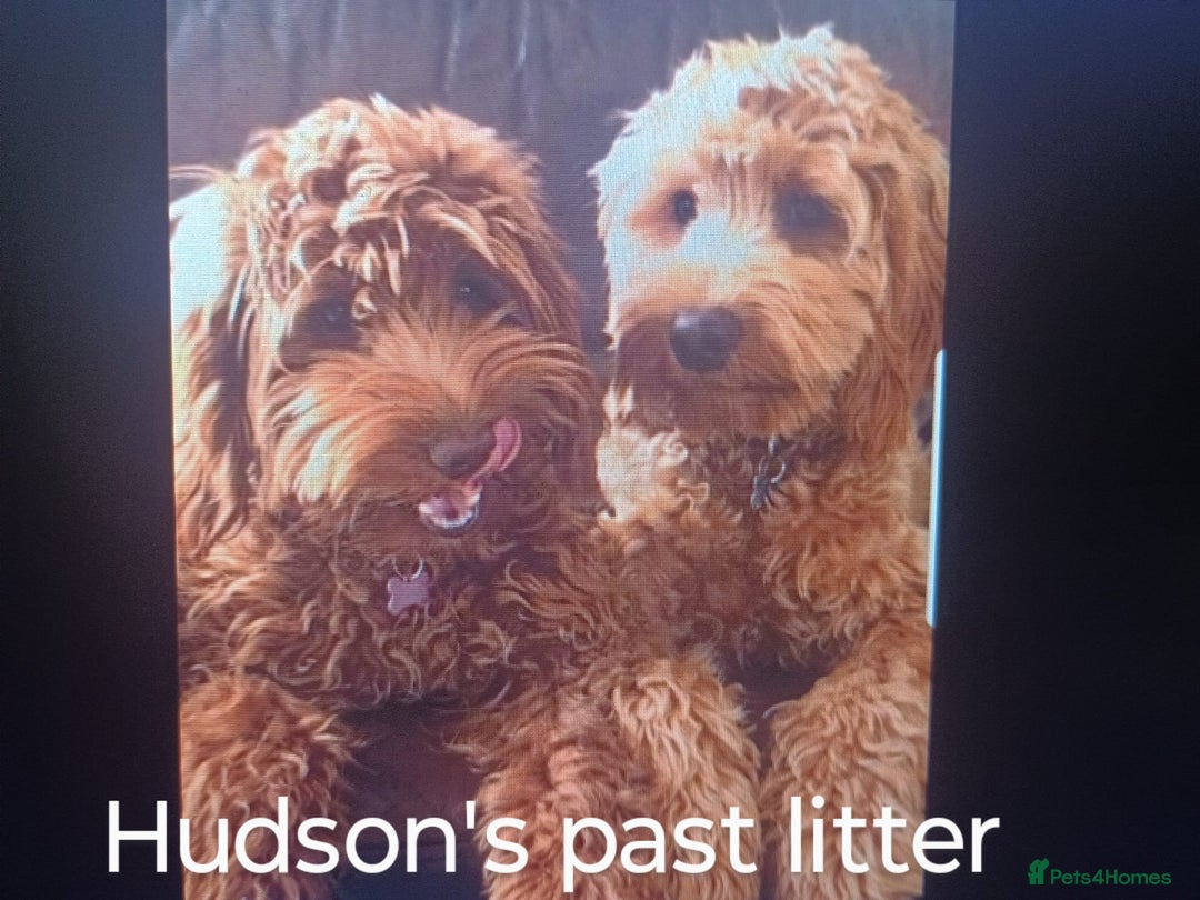Australian Labradoodle dogs for sale: Miniature Australian labradoodle pups 100% Pure  - Image 14