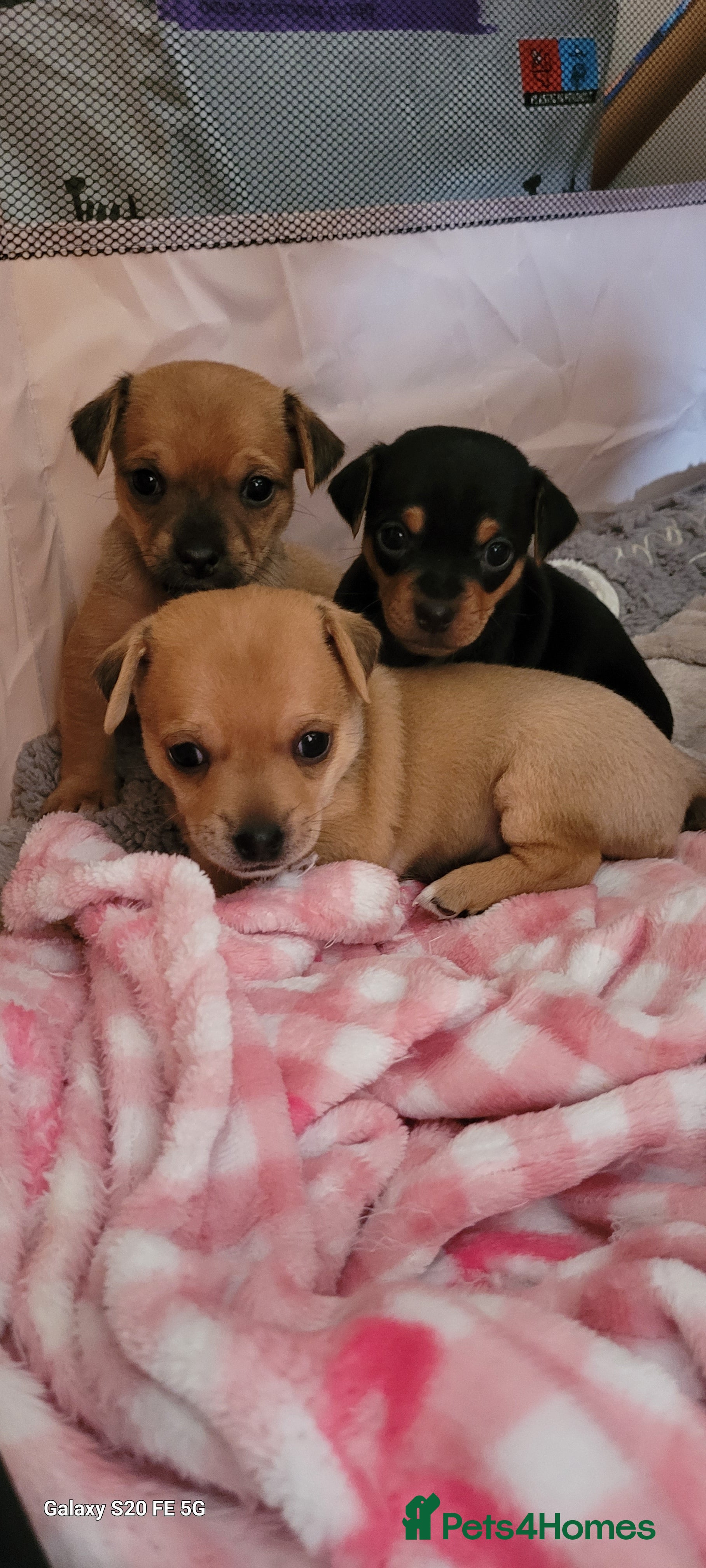 Jug dogs Jug pupies - Advert 1