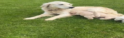 Golden Retriever dogs for sale: K C registered Golden retriever puppies  - Advert 5